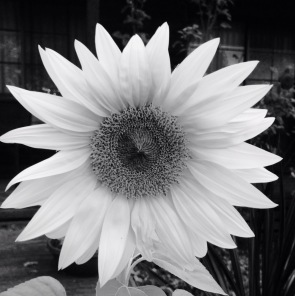 My stark sunflower