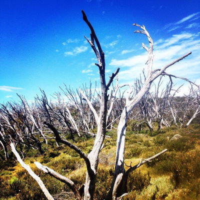 Dead trees on top of Australia