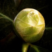 Camellia bud closeup