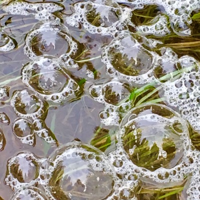 Bubbles in a puddle