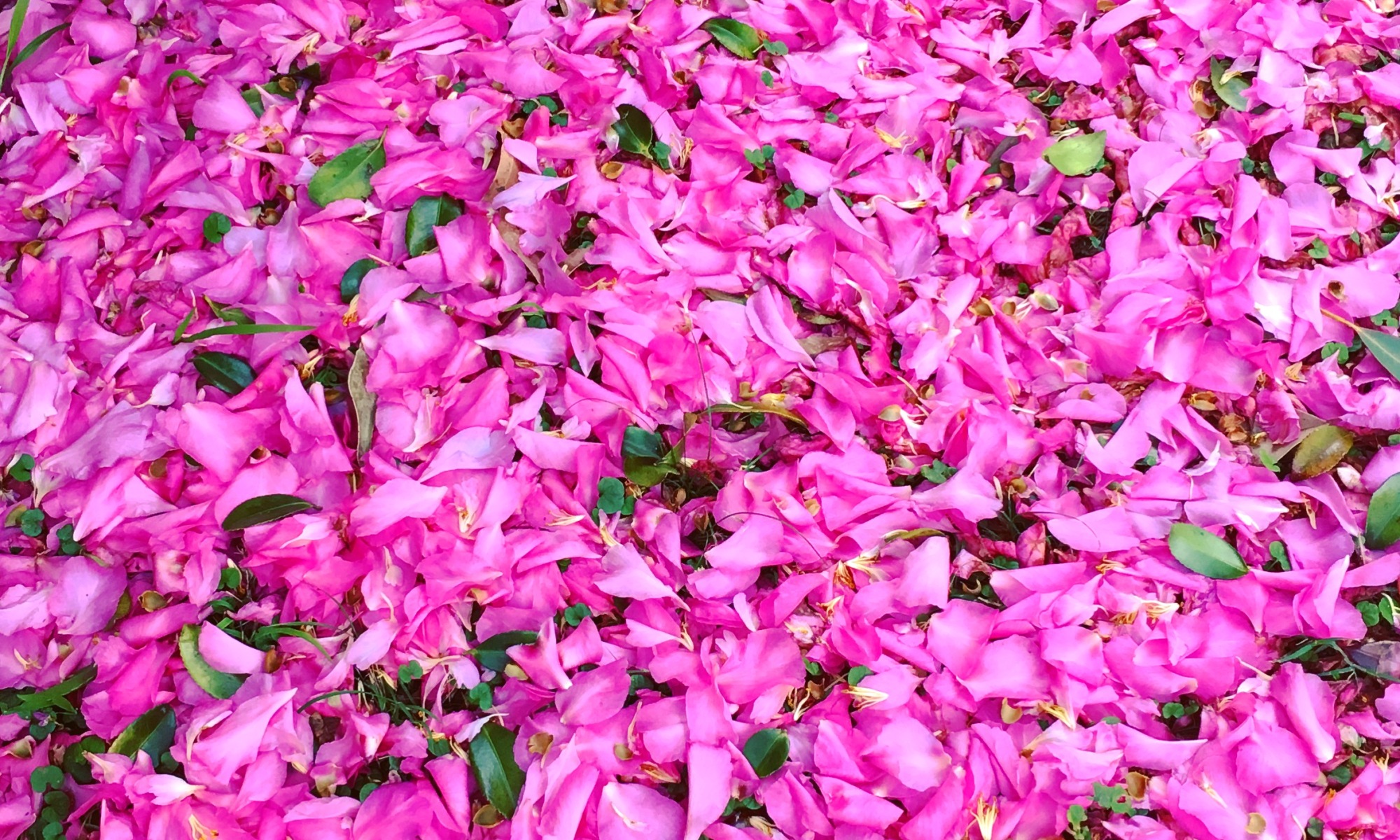 A carpet of pink Camelia flowers