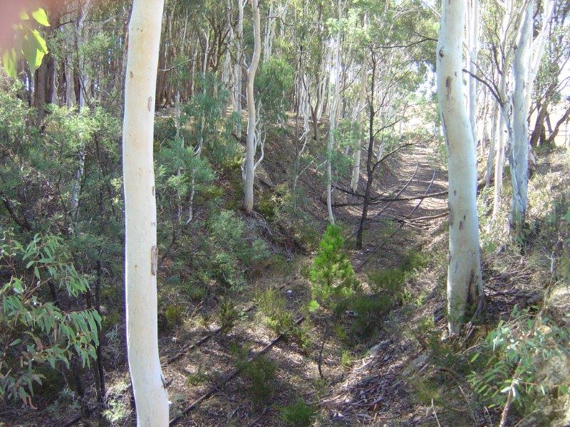 Disused railway corridor overgrown with trees near Tumbarumba wating to be turned into a rail trail for cyclists and walkers