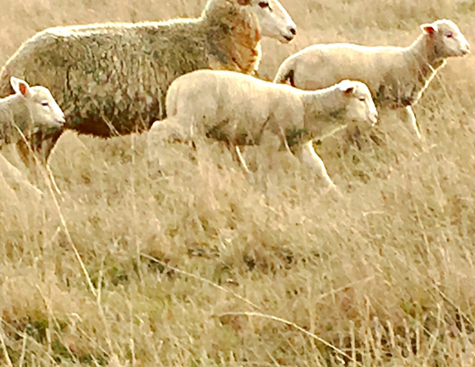 Sheep in the paddock blending in with the colour of the grass