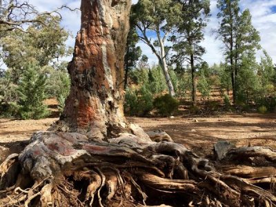 An ancient old tree on the Frome River in the Flinders Ranges