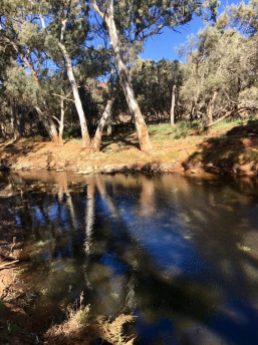 A welcome waterhole along the Frome River in Flinders Ranges