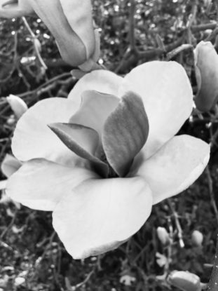 Magnolia in black and white for Photographer's choice 52 week photography project