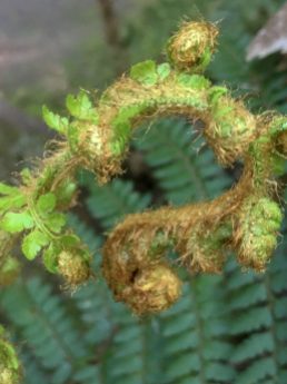 Fern fronds at Forest Glade Gardens in Mt Macedon near Melbourne