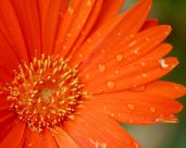 raindrops on orange flower