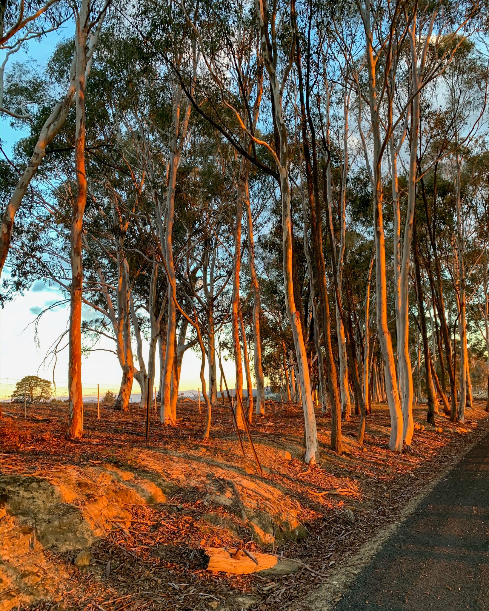 Trees at sunset on the rail trail