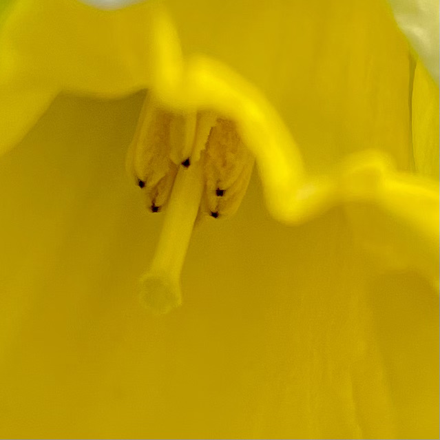 inside a daffodil