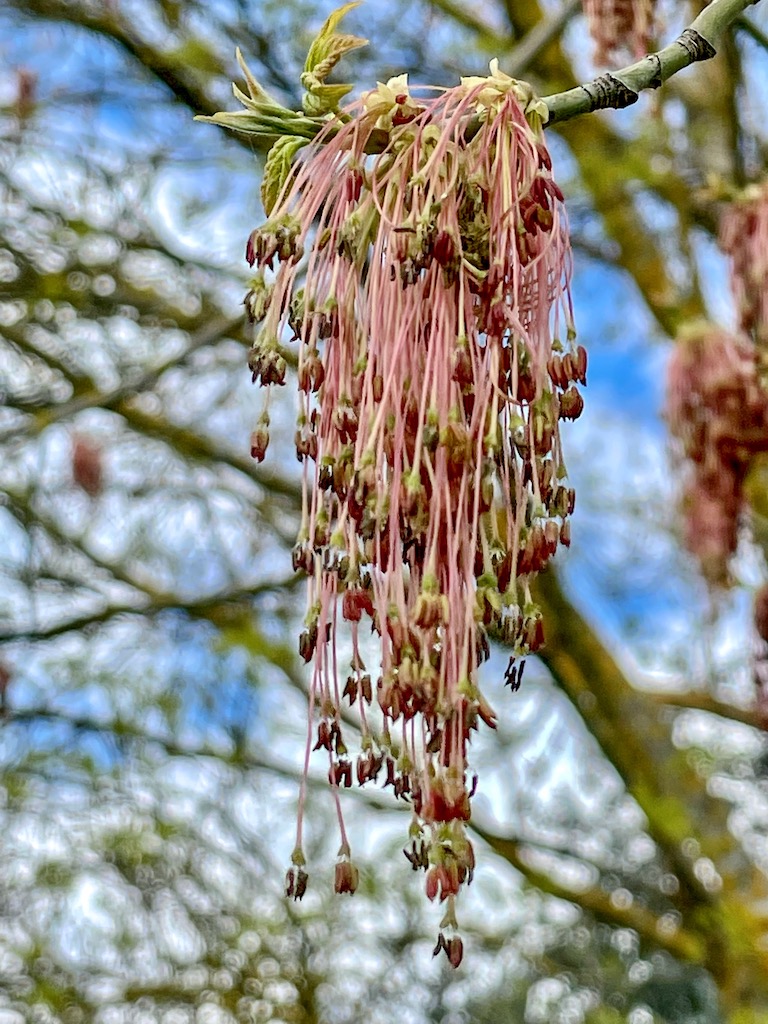 new growth on trees in Spring