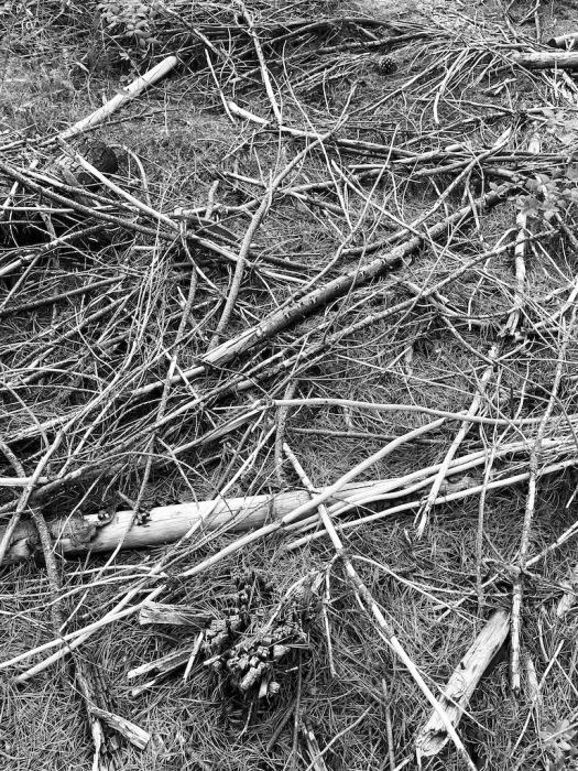 pick up sticks in black and white