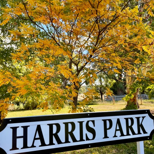 Harris Park in Autumn