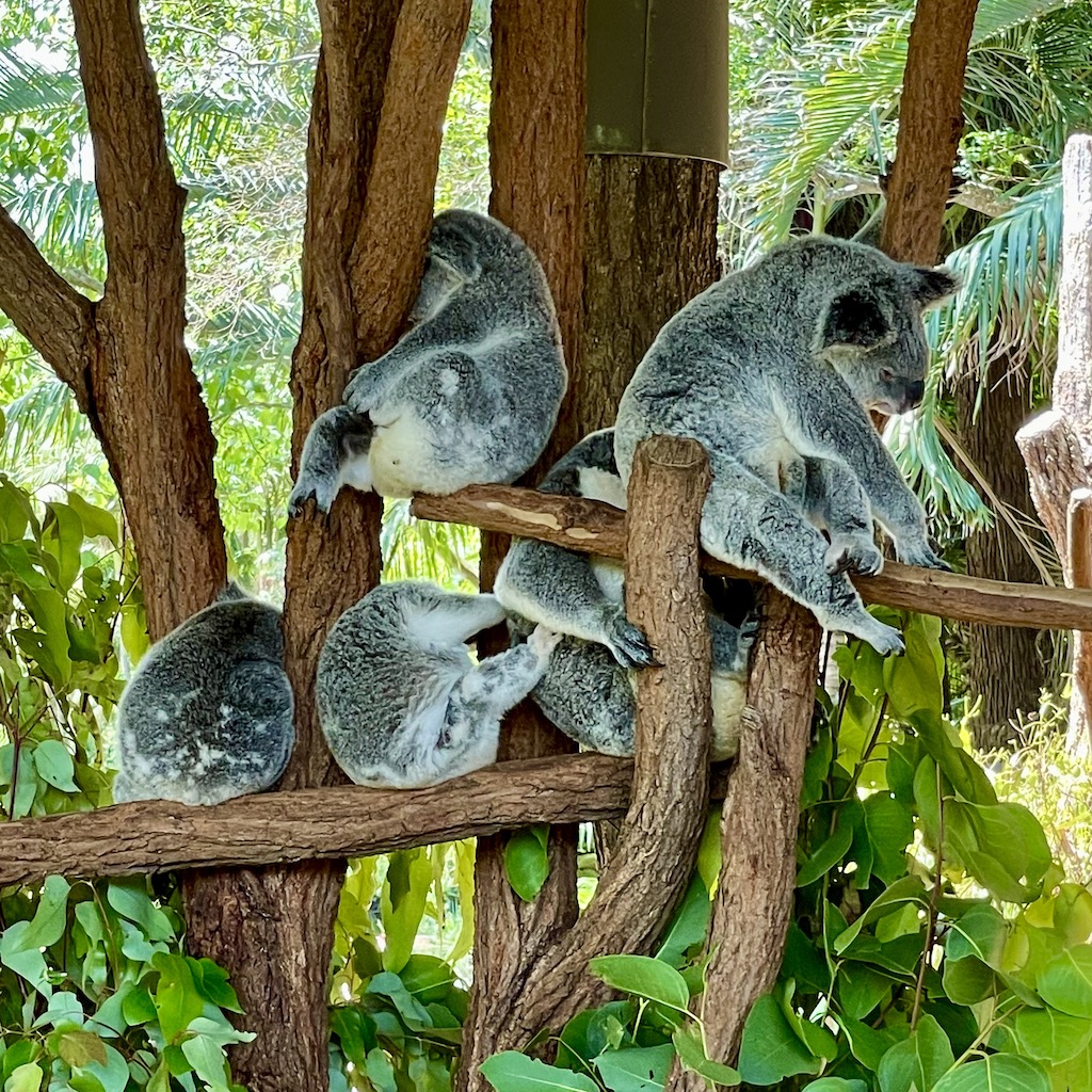 Koalas at Australia Zoo