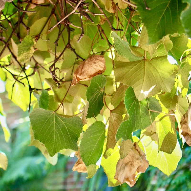 Sunlight through leaves