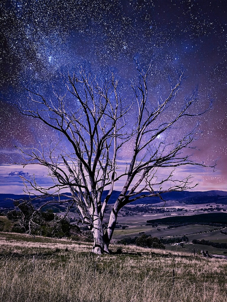 Dead tree with nightsky filter